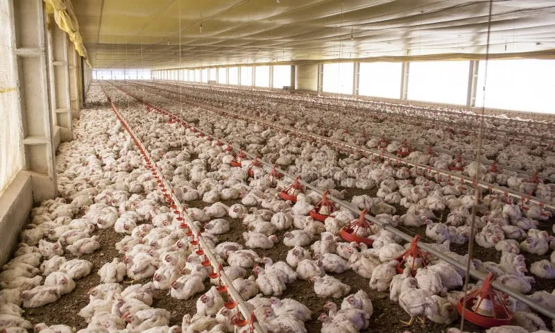 Granja avicola frango para abate Brasil