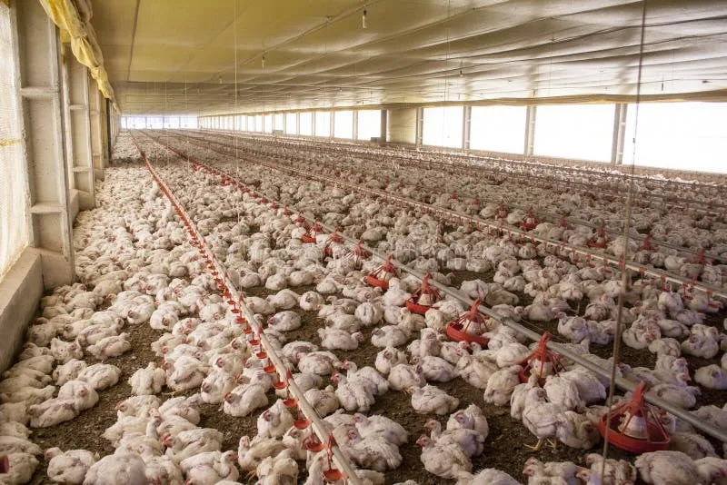 Granja avicola frango para abate Brasil